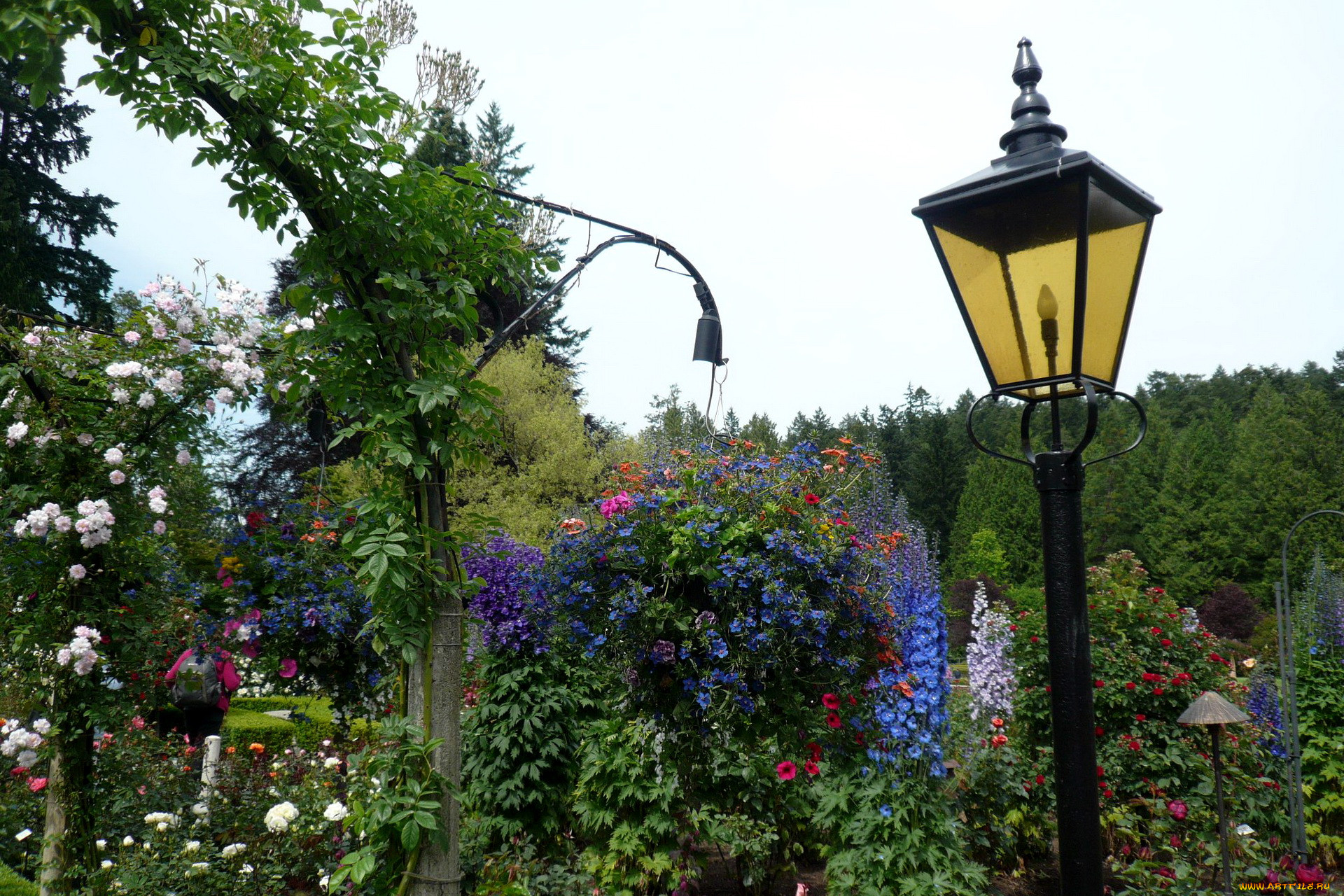 rose, garden, , , , , , , 